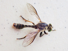 Ommatiinae