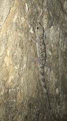 Hemidactylus angulatus