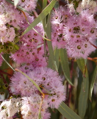 Eucalyptus albopurpurea