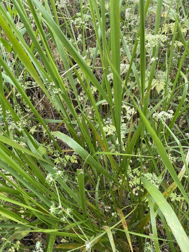 iNaturalist observation photo of giant wild rye