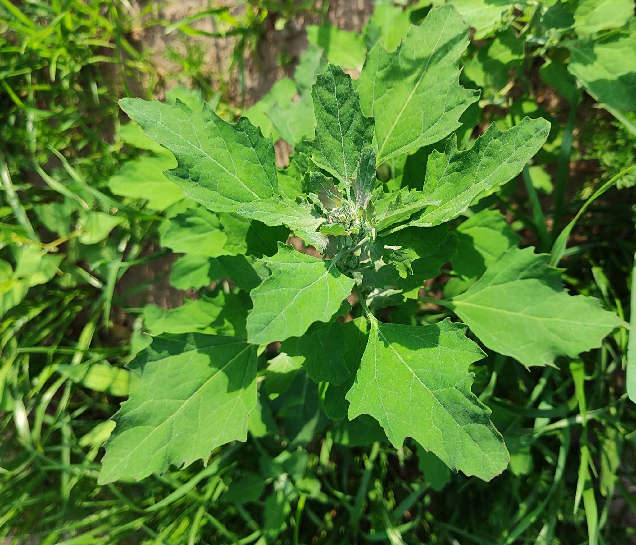 Baltoji balanda