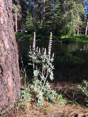 Lupinus leucophyllus