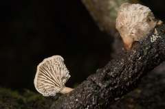 Lentinellus pulvinulus