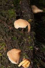 Lentinellus pulvinulus