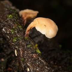 Lentinellus pulvinulus