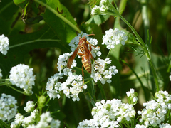 Polistes apachus texanus