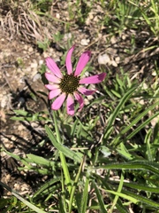 Echinacea tennesseensis