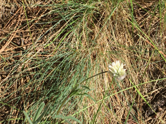 Trifolium eriocephalum