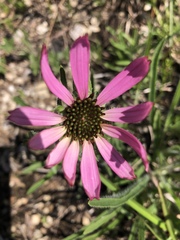 Echinacea tennesseensis