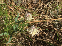 Trifolium eriocephalum