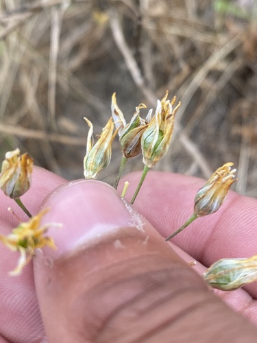 iNaturalist observation photo of goldenstar