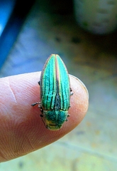 Buprestis aurulenta