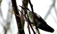 Anthracothorax nigricollis