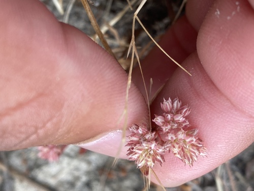 iNaturalist observation photo of four-leaved allseed