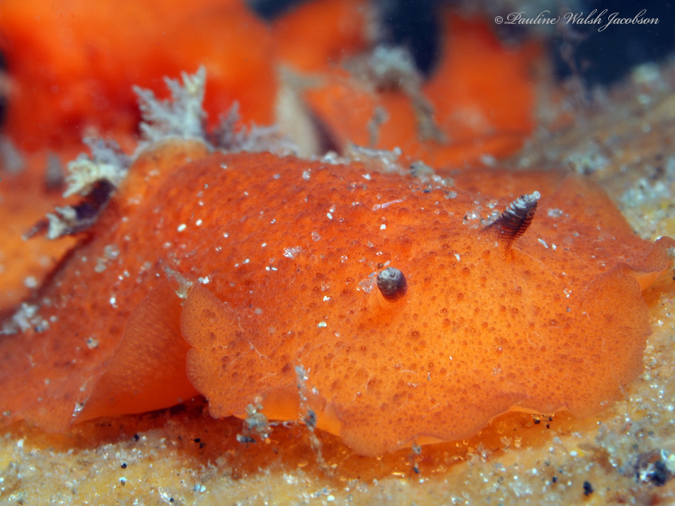 Network Geitodoris