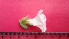 Jacquemontia bracteosa