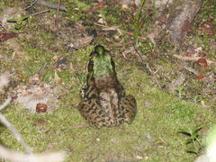 Lithobates clamitans