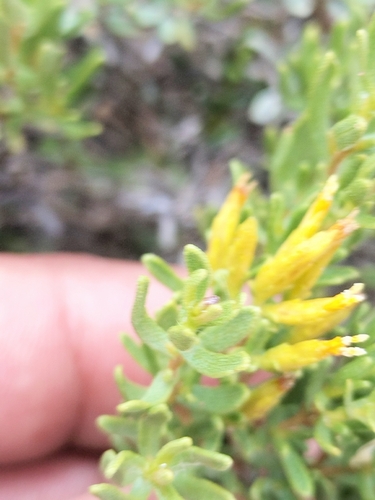 Colonet Mesa Hazardia (Hazardia ferrisiae)