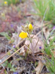 Castilleja lasiorhyncha