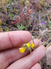 Castilleja lasiorhyncha