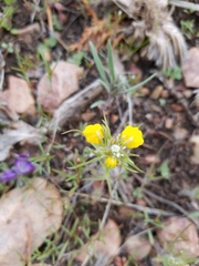 Castilleja lasiorhyncha