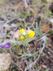 Castilleja lasiorhyncha