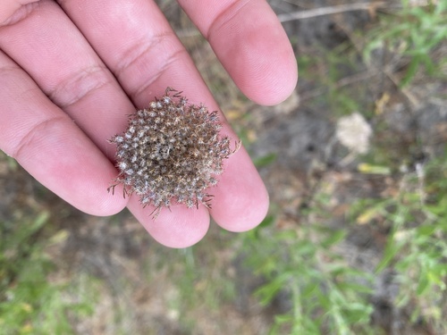 iNaturalist observation photo of American wild carrot