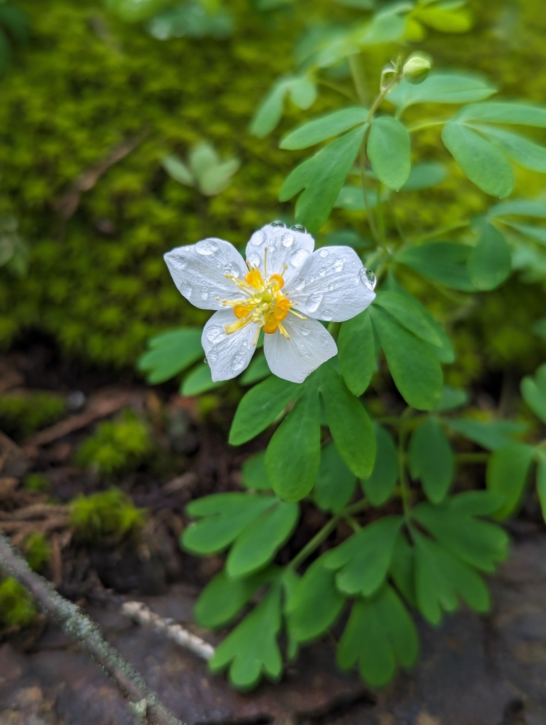 Paraquilegia uniflora