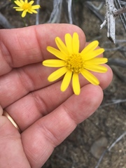 Senecio californicus