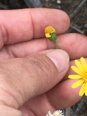 Senecio californicus