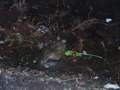 Lithobates catesbeianus
