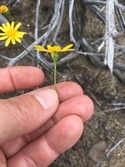 Senecio californicus