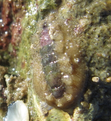 Acanthochitona zelandica
