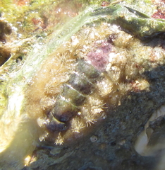 Acanthochitona zelandica