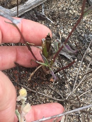 Senecio californicus