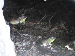 Lithobates catesbeianus