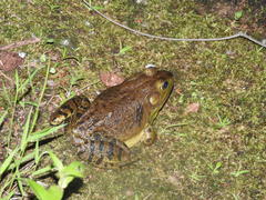 Lithobates catesbeianus