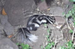 Spilogale angustifrons