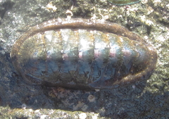 Ischnochiton maorianus