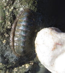 Ischnochiton maorianus