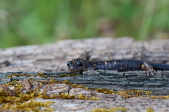 Plethodon teyahalee