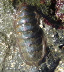 Ischnochiton maorianus