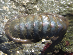 Ischnochiton maorianus