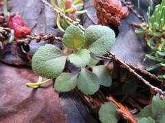 Veronica officinalis