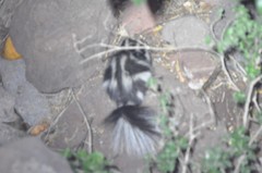 Spilogale angustifrons