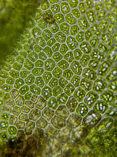 Bazzania brighamii