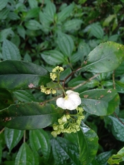 Satsuma albida