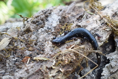 Plethodon teyahalee