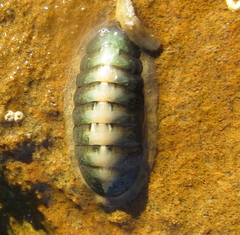 Ischnochiton maorianus