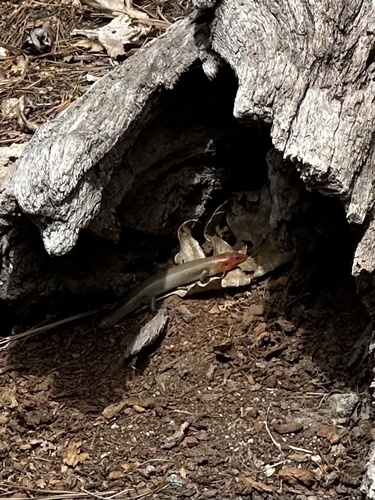 iNaturalist observation photo of Gilbert's Skink